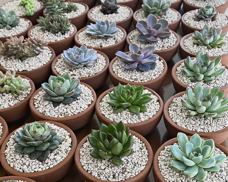 Foto de catálogo de Cultiva: Echeverias