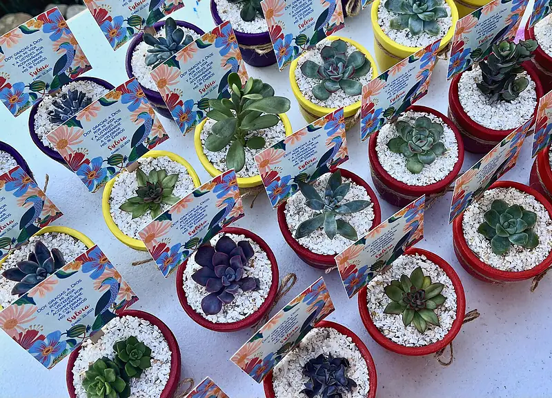 Foto de catálogo de Cultiva: Suculentas para detalles y eventos