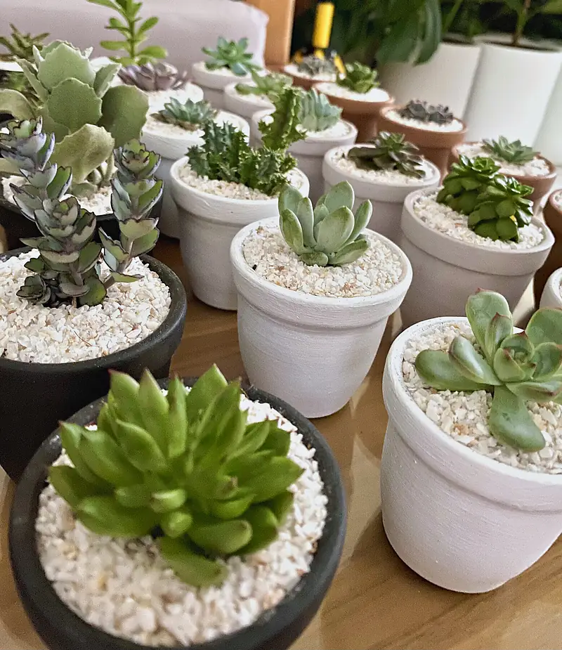 Foto de catálogo de Cultiva: Suculentas en maceta individual