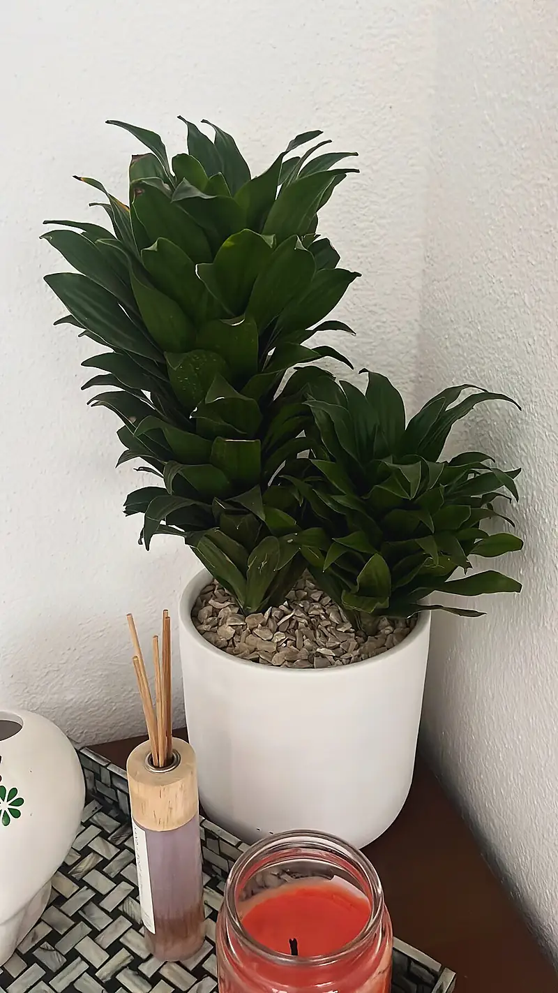 Foto de catálogo de Cultiva: Dracaena