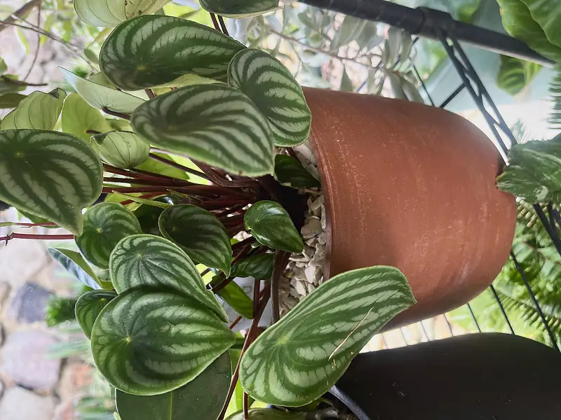 Foto de catálogo de Cultiva: Peperomia