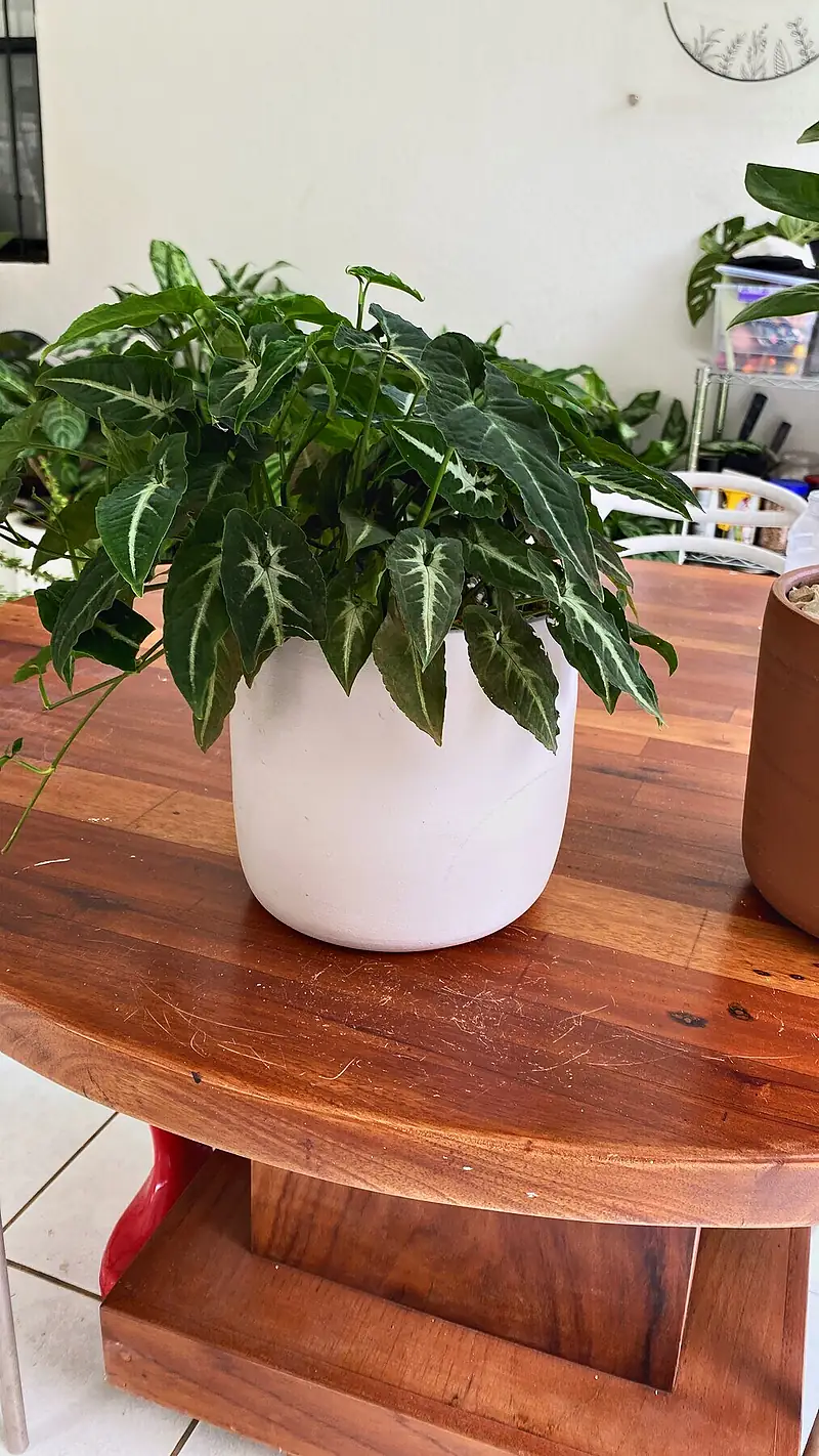 Foto de catálogo de Cultiva: Planta de interior en macetera blanca