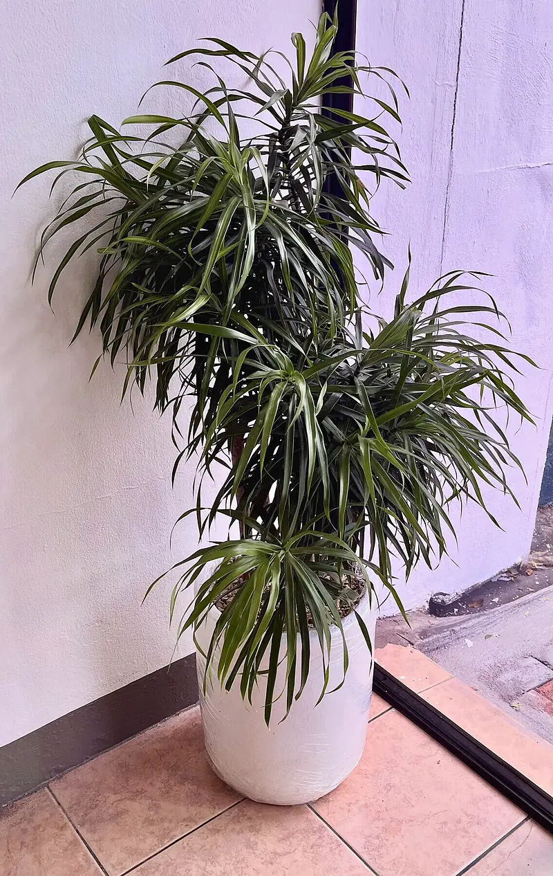Foto de catálogo de Cultiva: Dracaena