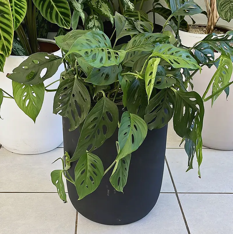 Foto de catálogo de Cultiva: Monstera adansonii