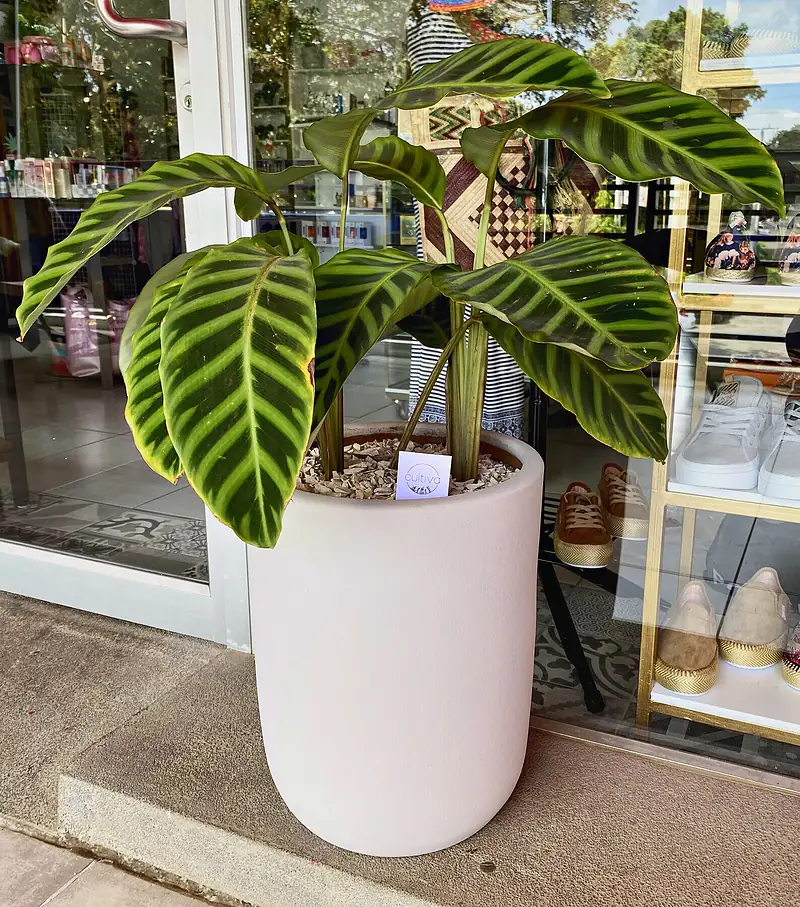 Foto de catálogo de Cultiva: Calathea