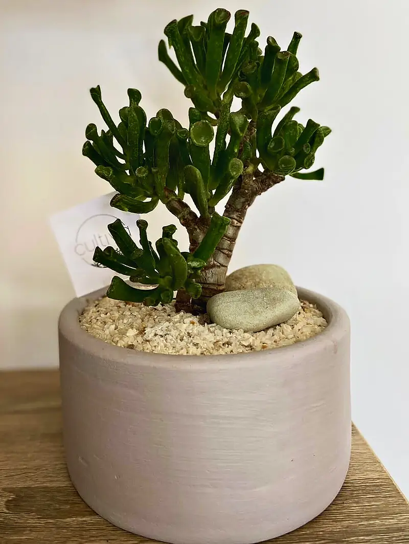 Foto de catálogo de Cultiva: Crassula