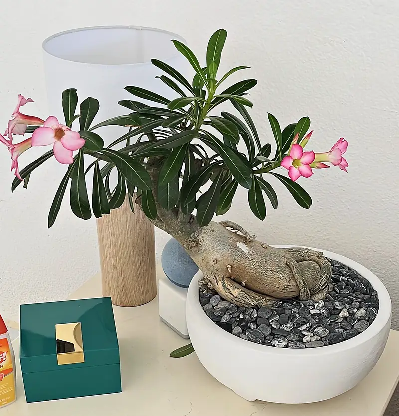 Foto de catálogo de Cultiva: Rosa del desierto
