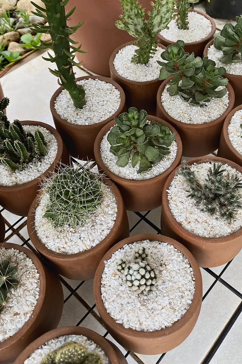Foto de catálogo de Cultiva: Cactus en maceta de barro