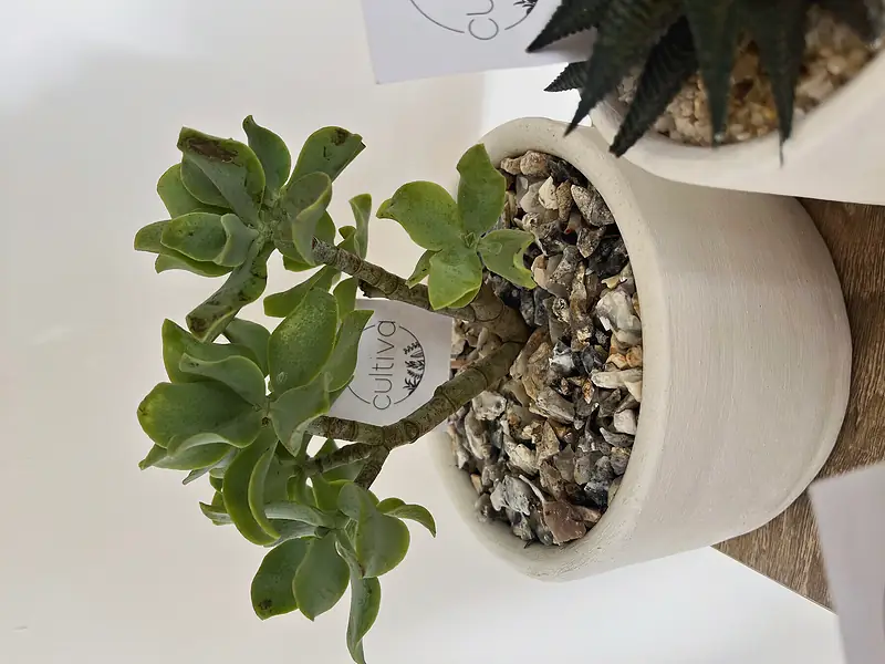 Foto de catálogo de Cultiva: Crassula