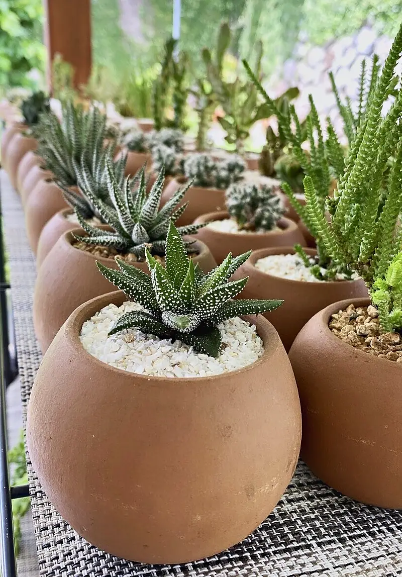 Foto de catálogo de Cultiva: Plantas de colección