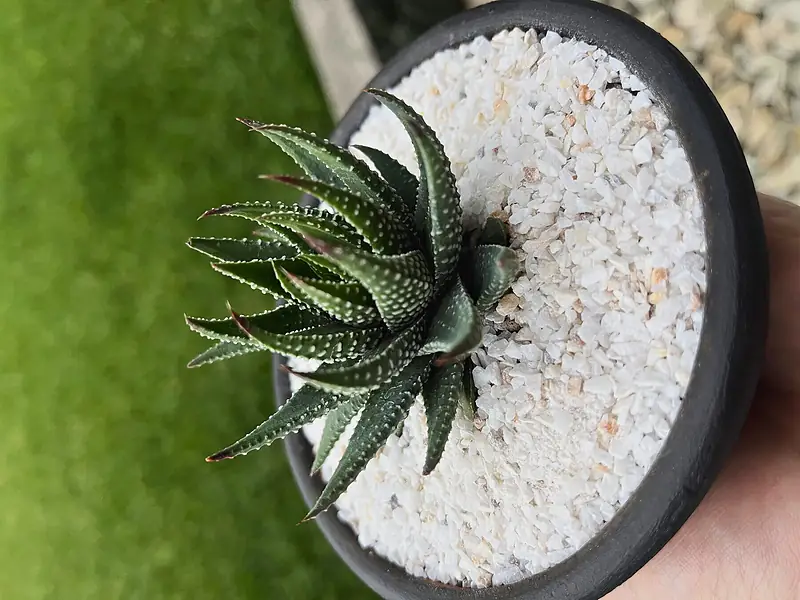 Foto de catálogo de Cultiva: Haworthia en macetera negra