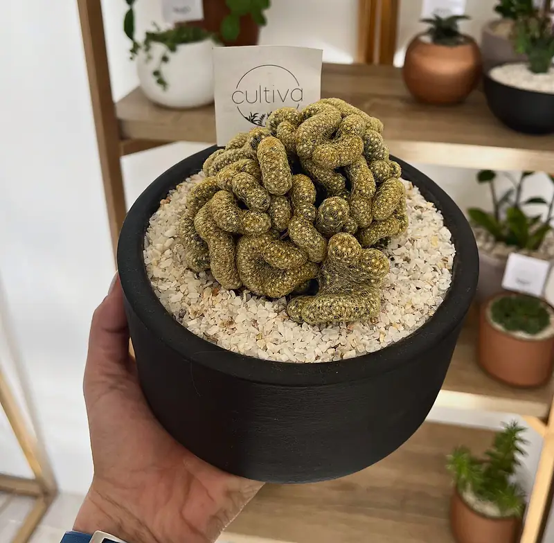 Foto de catálogo de Cultiva: Cactus cerebro