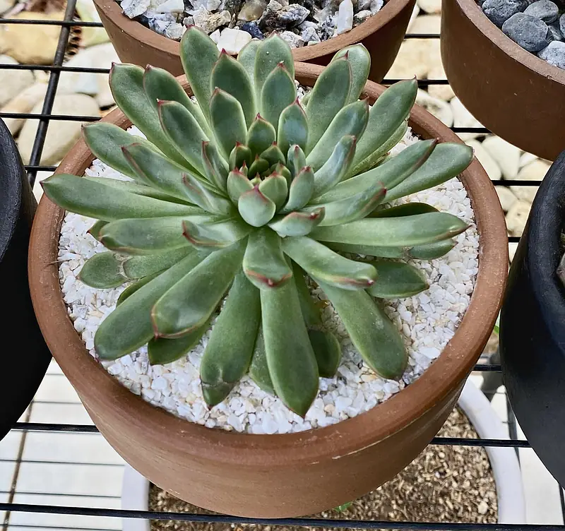Foto de catálogo de Cultiva: Echeverias