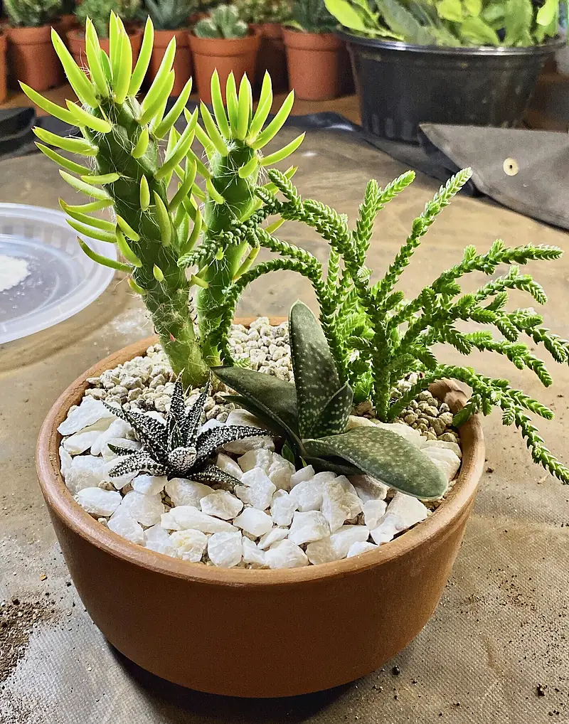 Foto de catálogo de Cultiva: Arreglo de cactus y suculentas