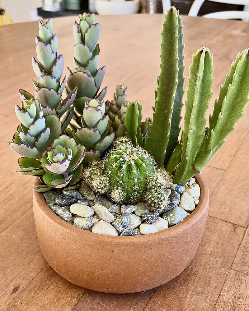Foto de catálogo de Cultiva: Arreglo de cactus