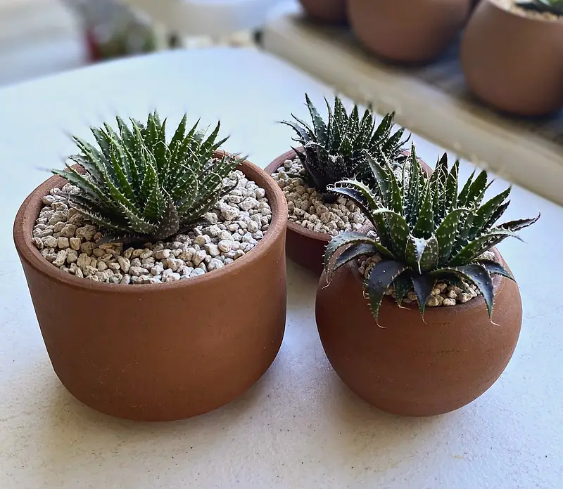 Foto de catálogo de Cultiva: Aloes