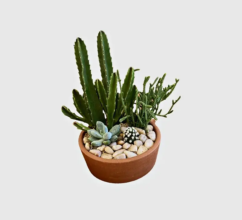 Foto de catálogo de Cultiva: Arreglo 4 suculentas