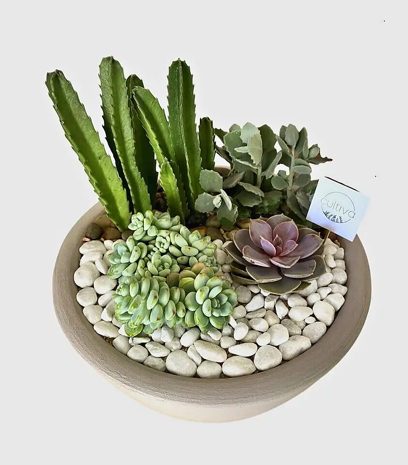 Foto de catálogo de Cultiva: Arreglo gigante