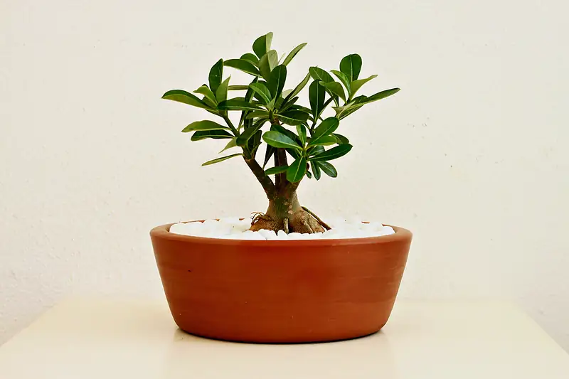 Foto de catálogo de Cultiva: Bonsái gigante