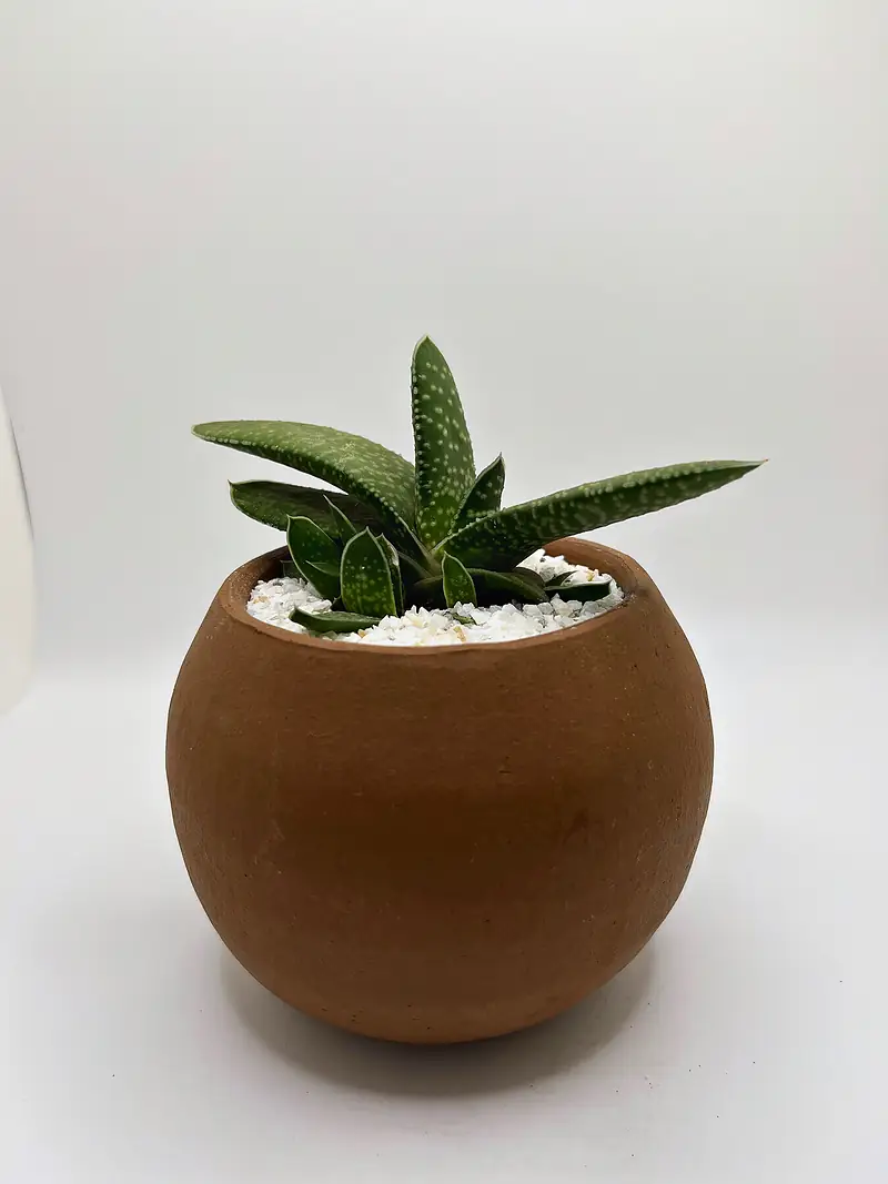 Foto de catálogo de Cultiva: Plantas de colección