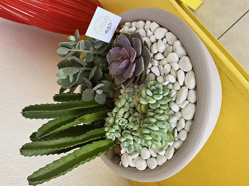 Foto de catálogo de Cultiva: Arreglo gigante
