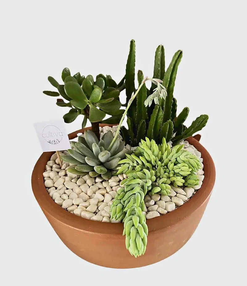 Foto de catálogo de Cultiva: Arreglo gigante