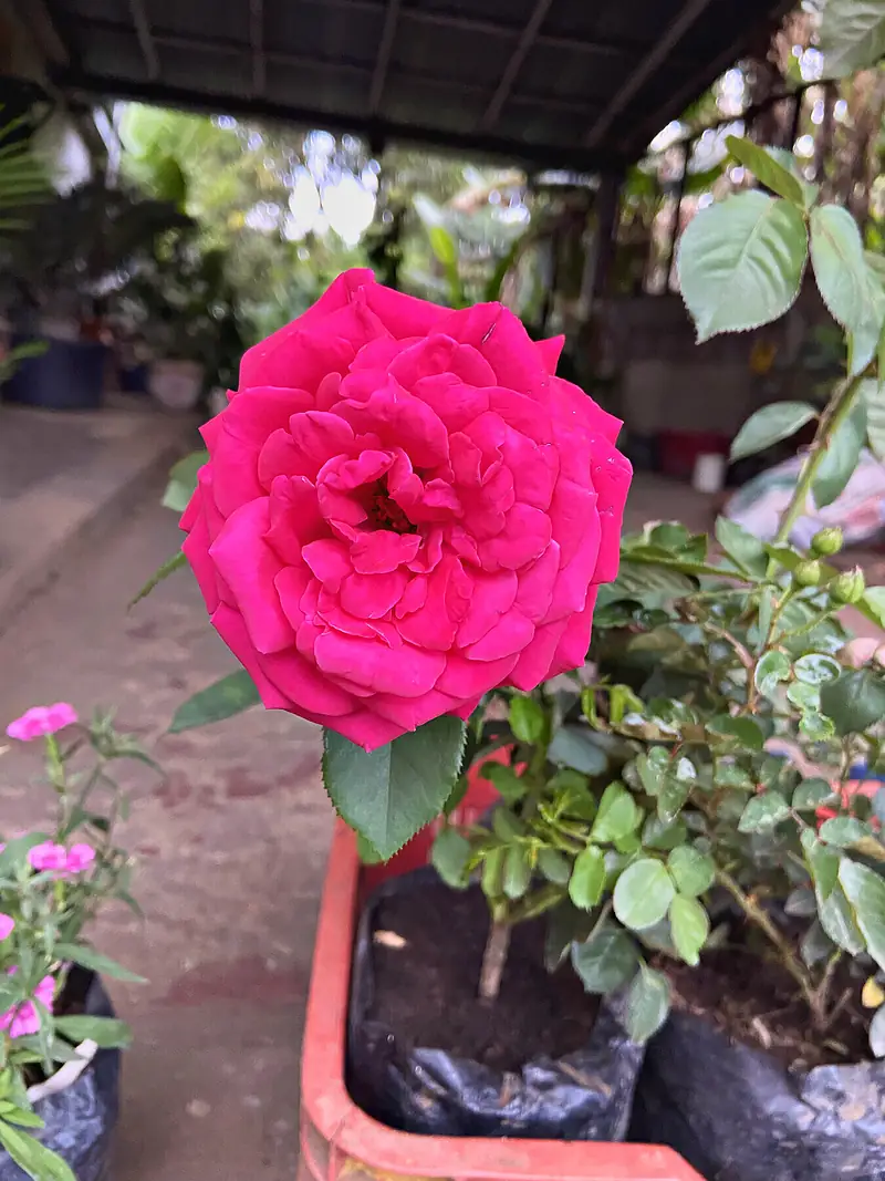 Foto de catálogo de Cultiva: Rosas