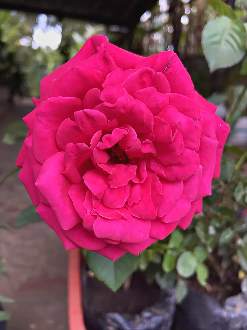 Foto de catálogo de Cultiva: Rosas