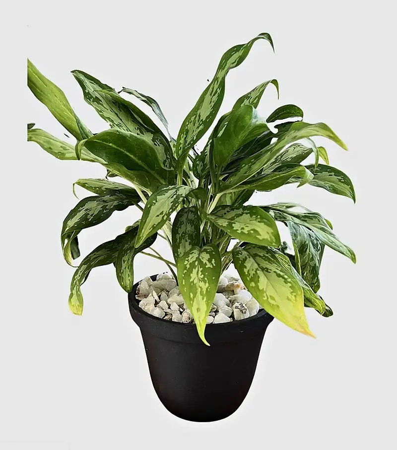 Foto de catálogo de Cultiva: Macetera clásica