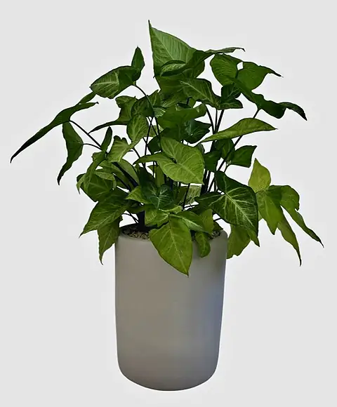 Foto de catálogo de Cultiva: Macetera mediana