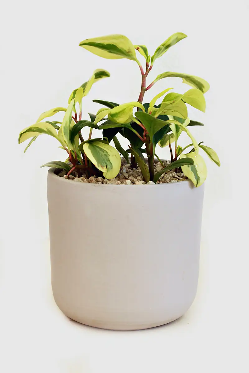 Foto de catálogo de Cultiva: Macetera pequeña