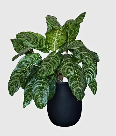 Foto de catálogo de Cultiva: Macetera grande