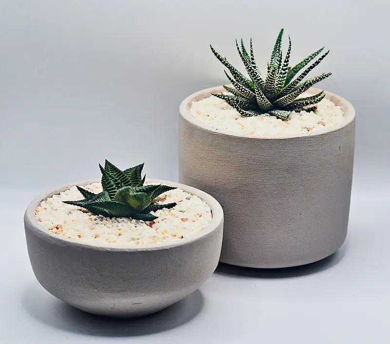 Foto de catálogo de Cultiva: Plantas de colección