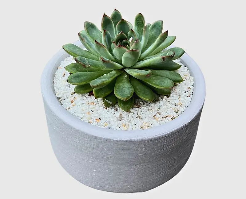 Foto de catálogo de Cultiva: Terrario