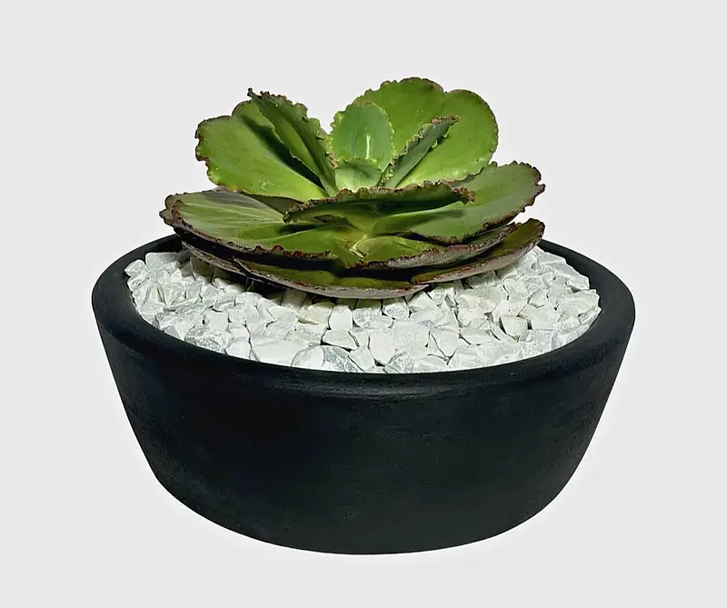 Foto de catálogo de Cultiva: Terrario gigante