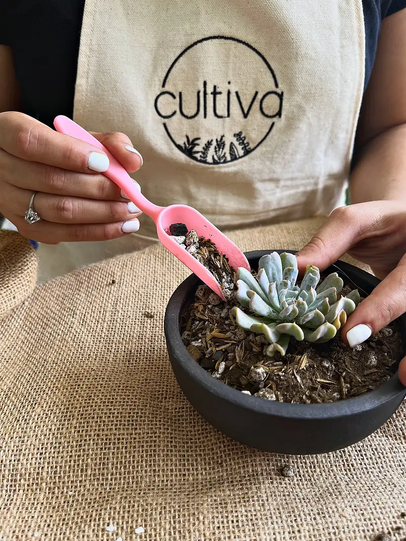 Trasplante de una suculenta con herramientas sobre un delantal de Cultiva