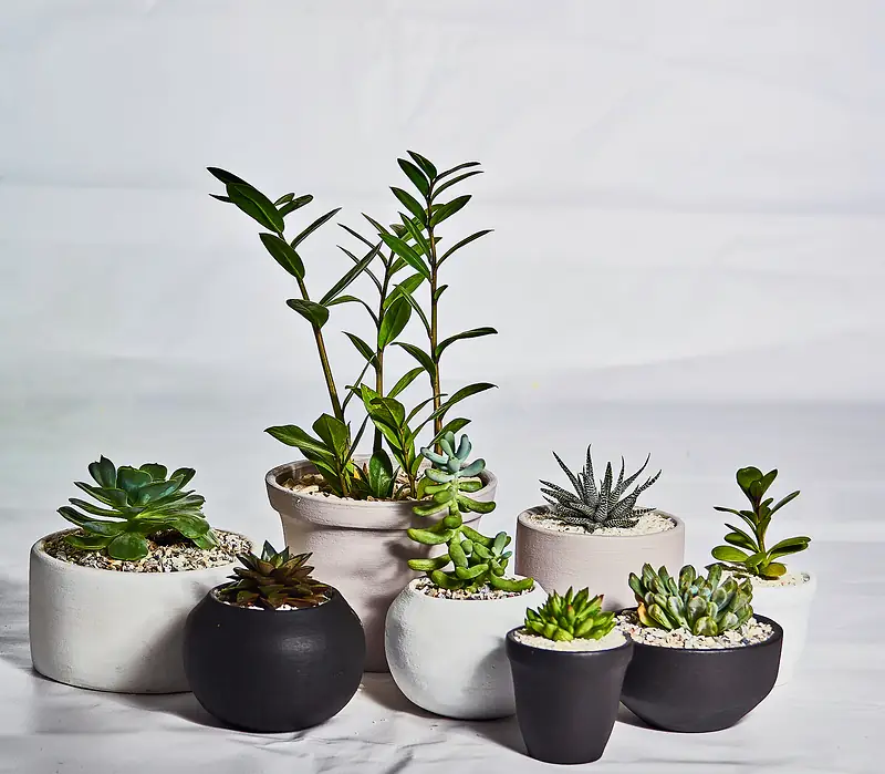 Grupo de plantas en macetas de concreto sobre fondo claro