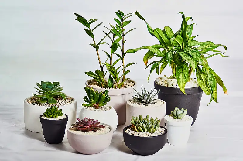 Conjunto de plantas y suculentas en macetas blancas, grises y negras