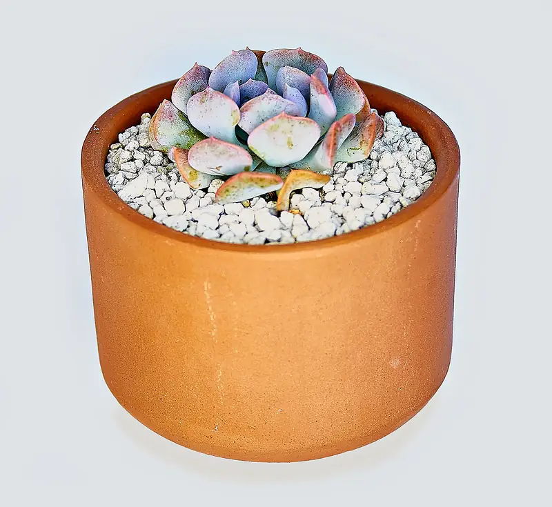 Echeveria de tonos rosados y azulados en una maceta de barro con piedrín blanco
