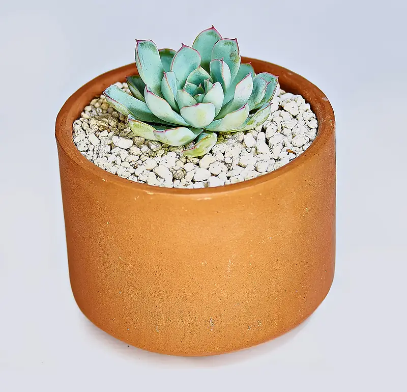 Echeveria azulada en roseta en una maceta de barro