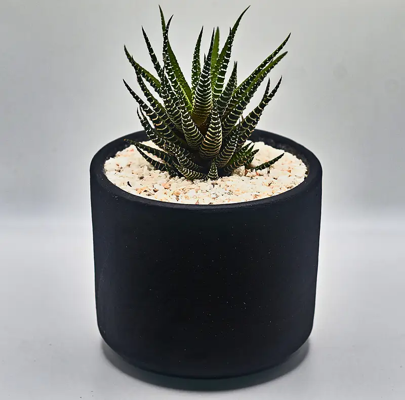 Haworthia rayada en una maceta negra cilíndrica